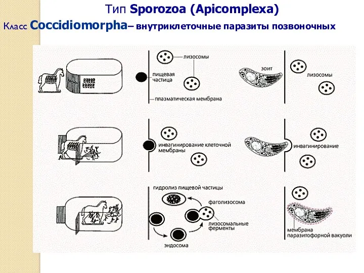 Тип Sporozoa (Apicomplexa) Класс Coccidiomorpha– внутриклеточные паразиты позвоночных