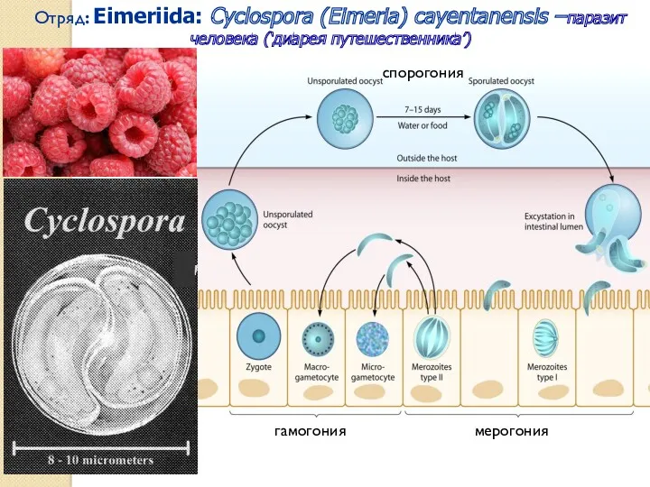 Отряд: Eimeriida: Cyclospora (Eimeria) cayentanensis –паразит человека (‘диарея путешественника’) мерогония гамогония спорогония