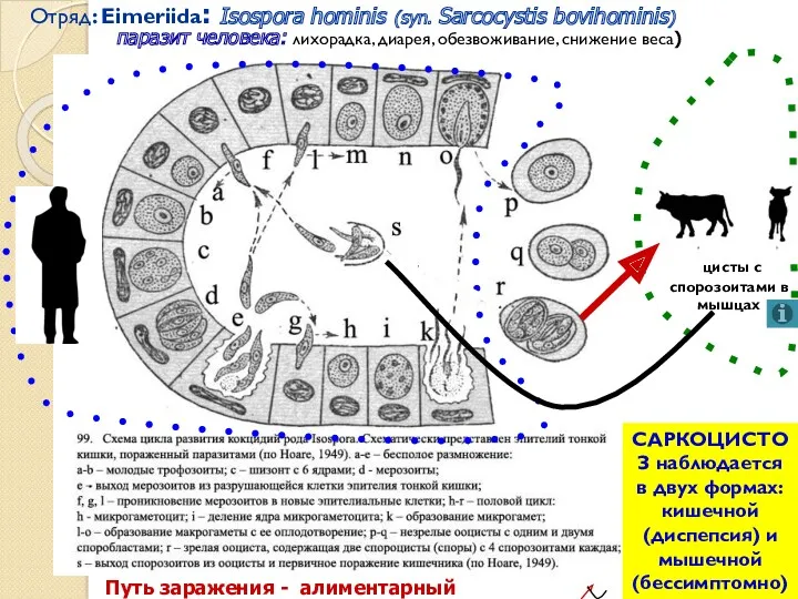 Отряд: Eimeriida: Isospora hominis (syn. Sarcocystis bovihominis) паразит человека: лихорадка,