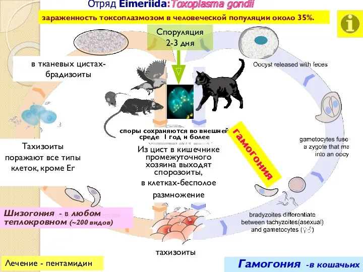 Отряд Eimeriida:Toxoplasma gondii зараженность токсоплазмозом в человеческой популяции около 35%. Лечение - пентамидин