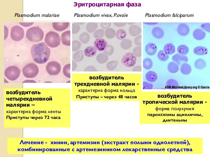 Эритроцитарная фаза Plasmodium malariae Plasmodium falciparum Plasmodium vivax, P.ovale возбудитель