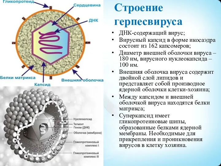 Строение герпесвируса ДНК-содержащий вирус; Вирусный капсид в форме икосаэдра состоит