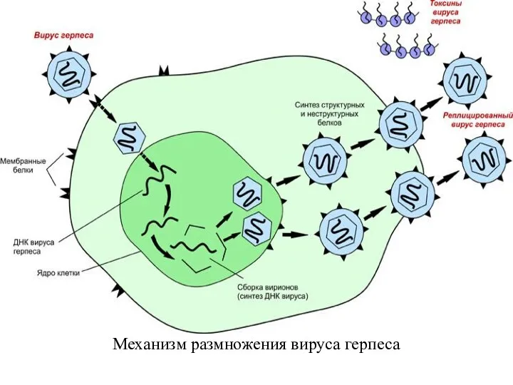 Механизм размножения вируса герпеса