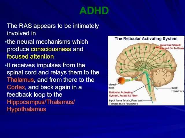 ADHD The RAS appears to be intimately involved in the