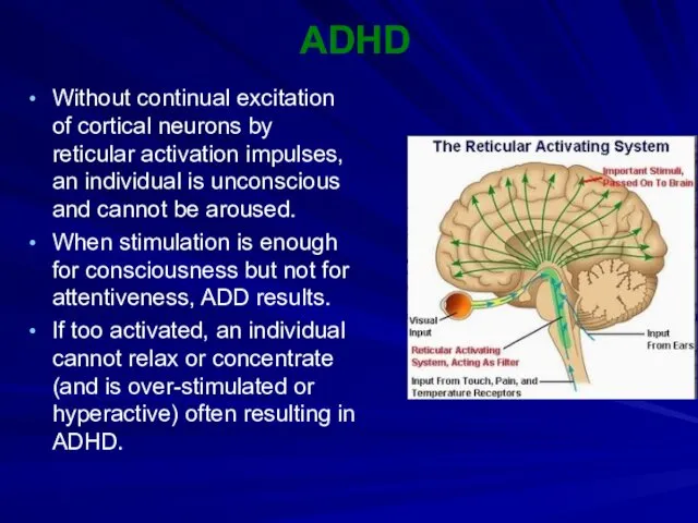 ADHD Without continual excitation of cortical neurons by reticular activation