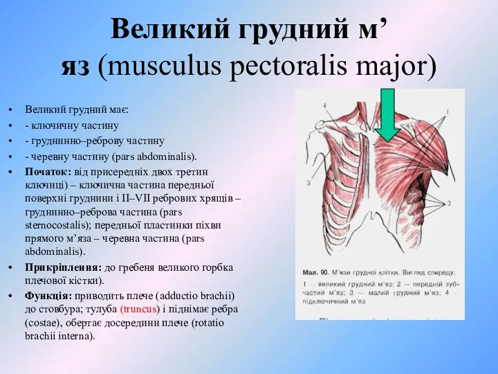 Великий грудний м’яз (musculus pectoralis major) Великий грудний має: -