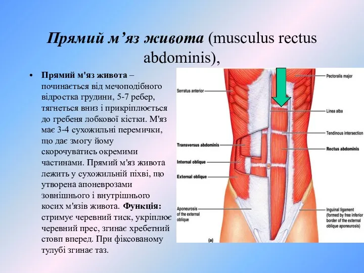 Прямий м’яз живота (musculus rectus abdominis), Прямий м'яз живота –