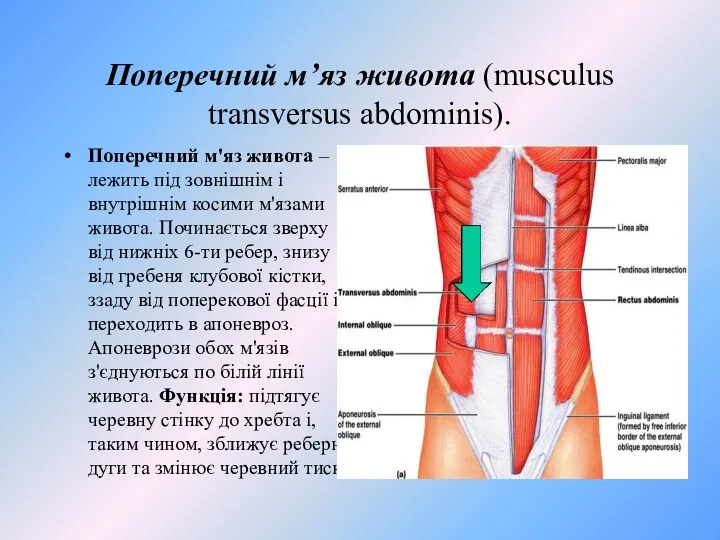 Поперечний м’яз живота (musculus transversus abdominis). Поперечний м'яз живота –