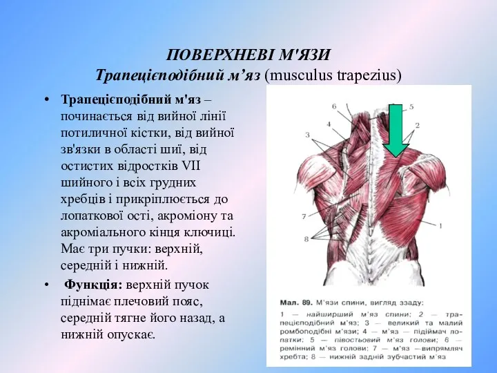 ПОВЕРХНЕВІ М'ЯЗИ Трапецієподібний м’яз (musculus trapezius) Трапецієподібний м'яз – починається