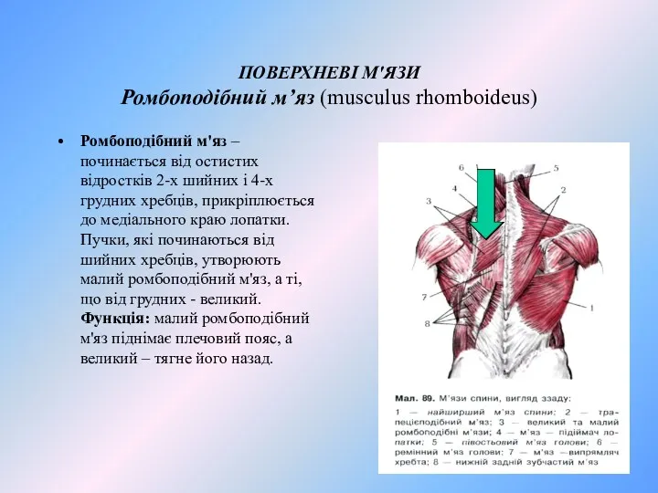 ПОВЕРХНЕВІ М'ЯЗИ Ромбоподібний м’яз (musculus rhomboideus) Ромбоподібний м'яз – починається