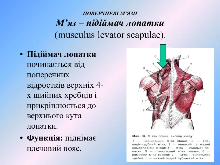 ПОВЕРХНЕВІ М'ЯЗИ М’яз – підіймач лопатки (musculus levator scapulae). Підіймач