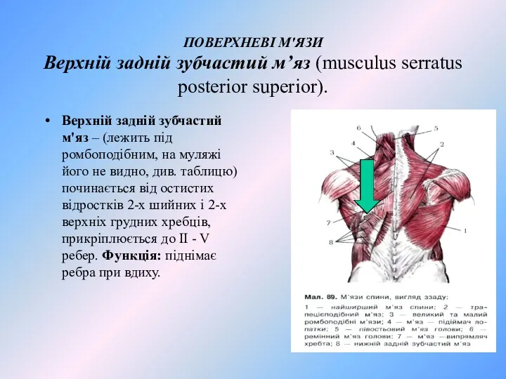 ПОВЕРХНЕВІ М'ЯЗИ Верхній задній зубчастий м’яз (musculus serratus posterior superior).