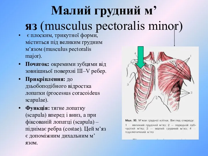 Малий грудний м’яз (musculus pectoralis minor) є плоским, трикутної форми,