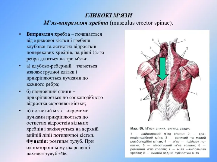 ГЛИБОКІ М'ЯЗИ М’яз-випрямляч хребта (musculus erector spinae). Випрямляч хребта –