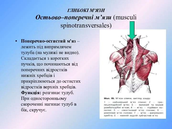 ГЛИБОКІ М'ЯЗИ Остьово–поперечні м’язи (musculi spinotransversales) Поперечно-остистий м'яз – лежить