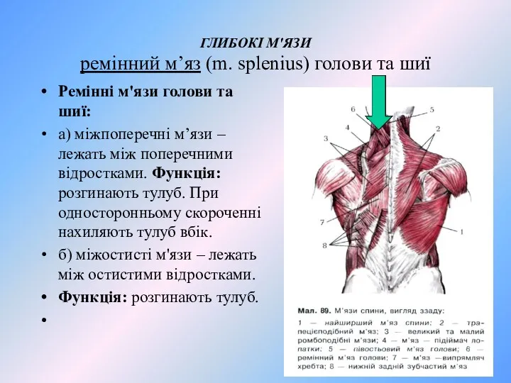 ГЛИБОКІ М'ЯЗИ ремінний м’яз (m. splenius) голови та шиї Ремінні