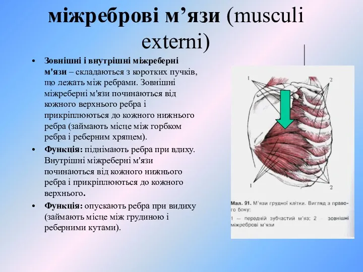 міжреброві м’язи (musculi externi) Зовнішні і внутрішні міжреберні м'язи –