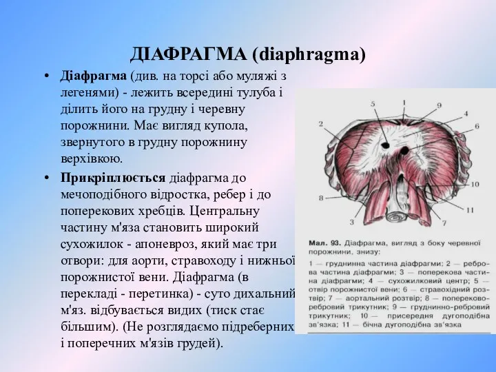 ДІАФРАГМА (diaphragma) Діафрагма (див. на торсі або муляжі з легенями)