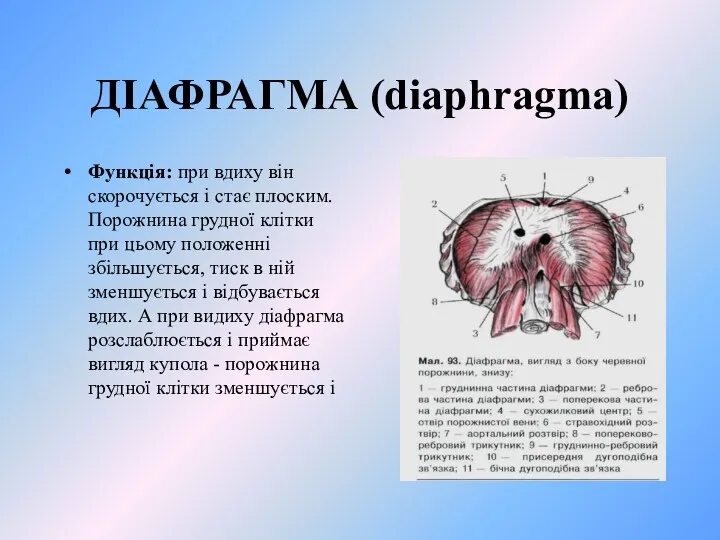 ДІАФРАГМА (diaphragma) Функція: при вдиху він скорочується і стає плоским.