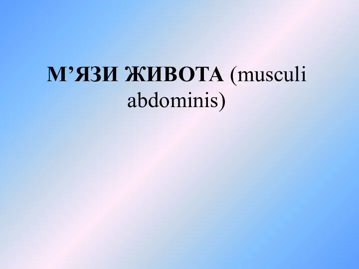 М’ЯЗИ ЖИВОТА (musculi abdominis)