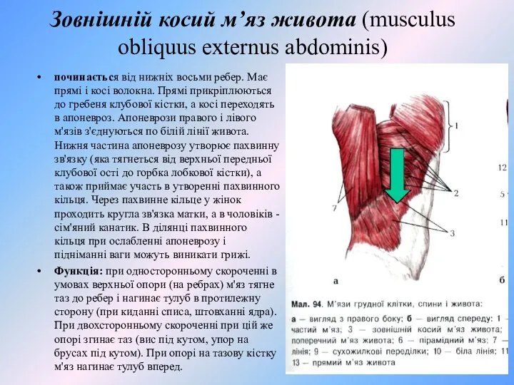 Зовнішній косий м’яз живота (musculus obliquus externus abdominis) починається від