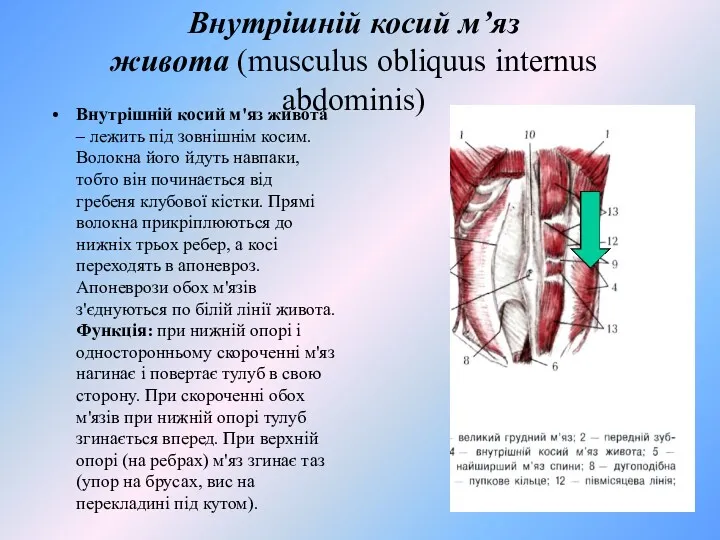 Внутрішній косий м’яз живота (musculus obliquus internus abdominis) Внутрішній косий