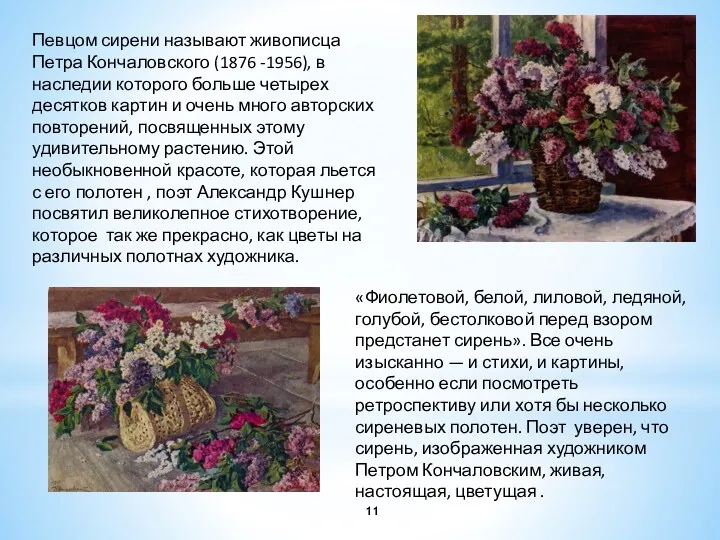 Певцом сирени называют живописца Петра Кончаловского (1876 -1956), в наследии которого больше четырех