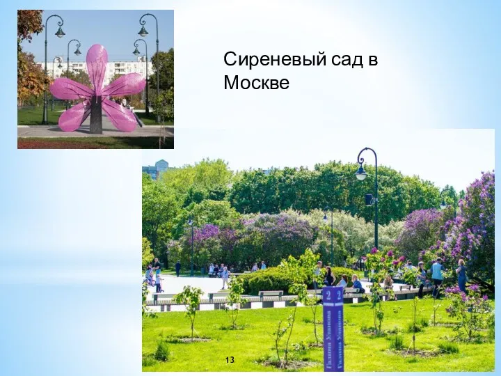 Сиреневый сад в Москве