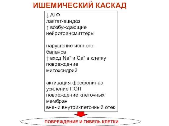 ИШЕМИЧЕСКИЙ КАСКАД ↓ АТФ лактат-ацидоз ↑ возбуждающие нейротрансмиттеры нарушение ионного