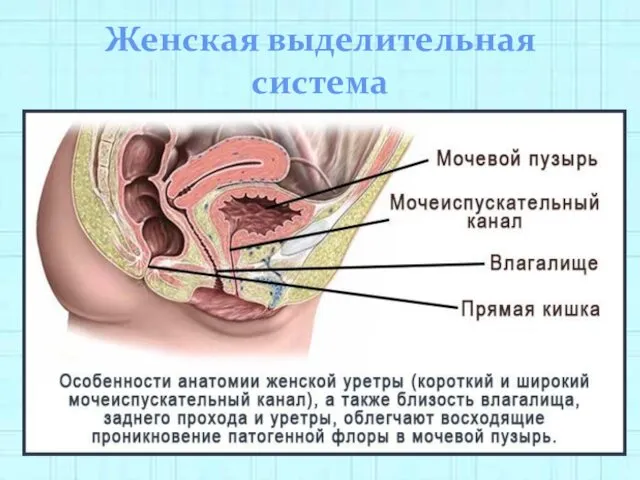 Женская выделительная система