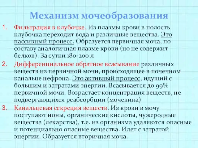 Механизм мочеобразования Фильтрация в клубочке. Из плазмы крови в полость