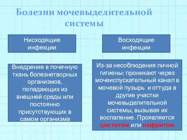 Болезни мочевыделительной системы Нисходящие инфекции Восходящие инфекции Внедрение в почечную