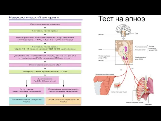 Тест на апноэ