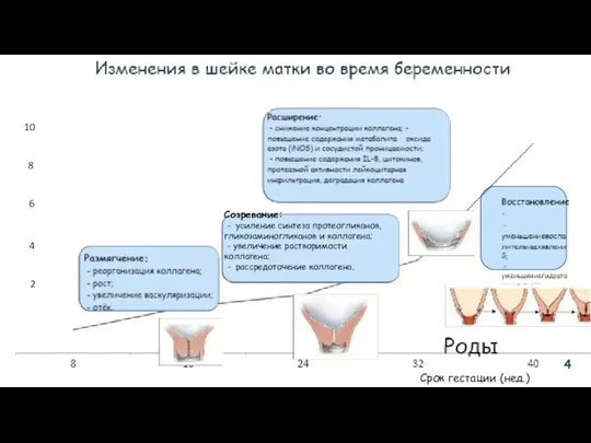 2 4 6 8 10 Срок гестации (нед.) Созревание: -