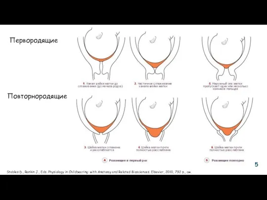 Stables D., Rankin J., Eds. Physiology in Childbearing: with Anatomy and Related Biosciences.