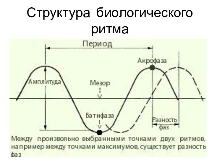 Структура биологического ритма