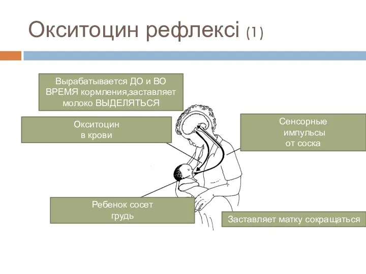 Окситоцин рефлексі (1) Вырабатывается ДО и ВО ВРЕМЯ кормления,заставляет молоко