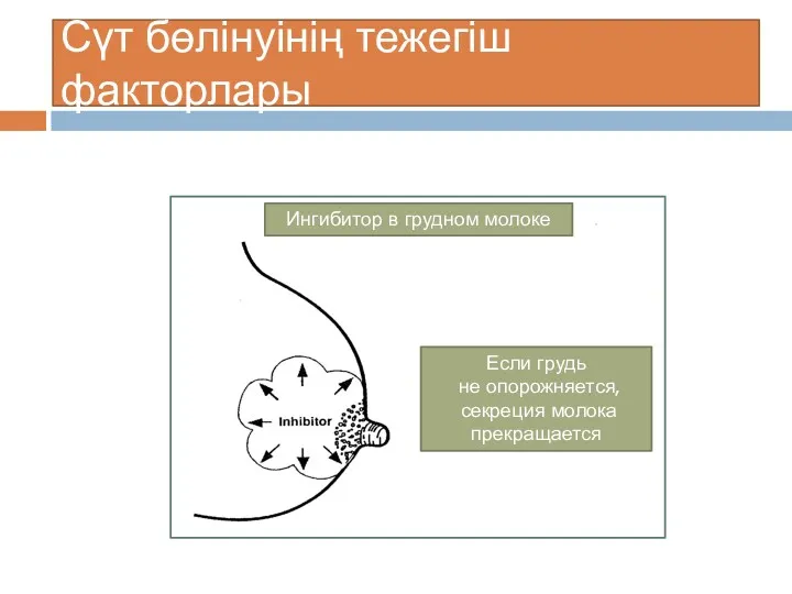 Сүт бөлінуінің тежегіш факторлары Ингибитор в грудном молоке Если грудь не опорожняется, секреция молока прекращается