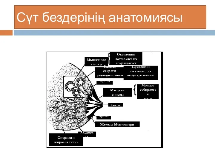 Сүт бездерінің анатомиясы