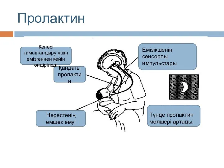 Пролактин Қандағы пролактин Келесі тамақтандыру үшін емізгеннен кейін өндіріледі Нәрестенің