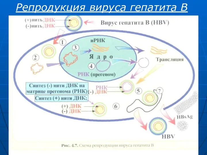 Репродукция вируса гепатита В