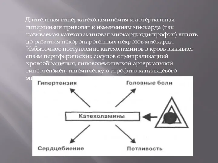 Длительная гиперкатехоламинемия и артериальная гипертензия приводят к изменениям миокарда (так