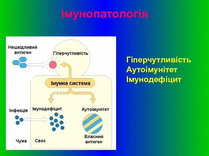 Імунопатологія Гіперчутливість Аутоімунітет Імунодефіцит