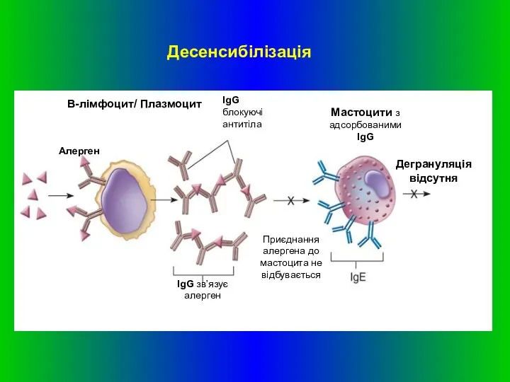 Алерген В-лімфоцит/ Плазмоцит IgG блокуючі антитіла Мастоцити з адсорбованими IgG