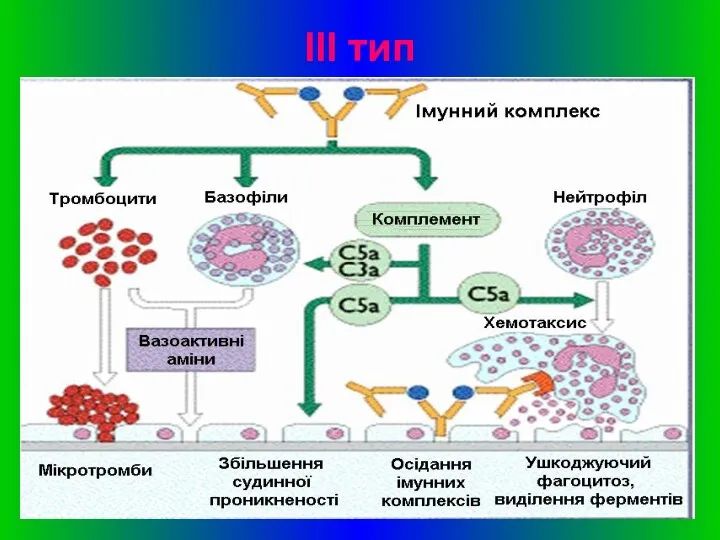 ІІІ тип