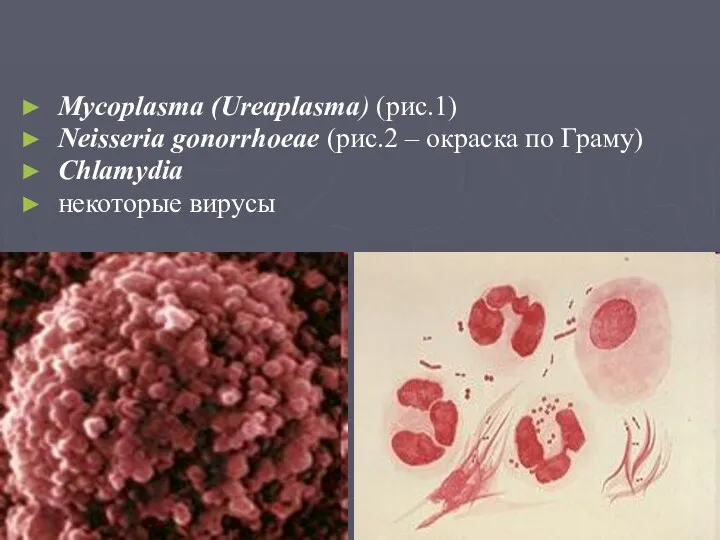 Mycoplasma (Ureaplasma) (рис.1) Neisseria gonorrhoeae (рис.2 – окраска по Граму) Chlamydia некоторые вирусы