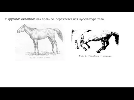 У крупных животных, как правило, поражается вся мускулатура тела.