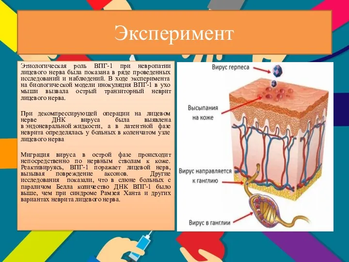 Эксперимент Этиологическая роль ВПГ-1 при невропатии лицевого нерва была показана в ряде проведенных