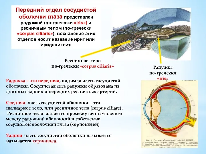 Передний отдел сосудистой оболочки глаза представлен радужкой (по-гречески «iris») и