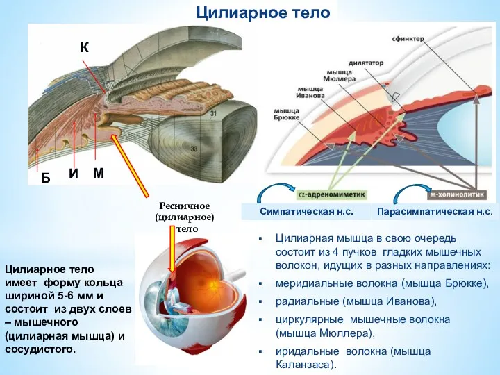 Симпатическая н.с. Парасимпатическая н.с. Цилиарное тело Цилиарная мышца в свою